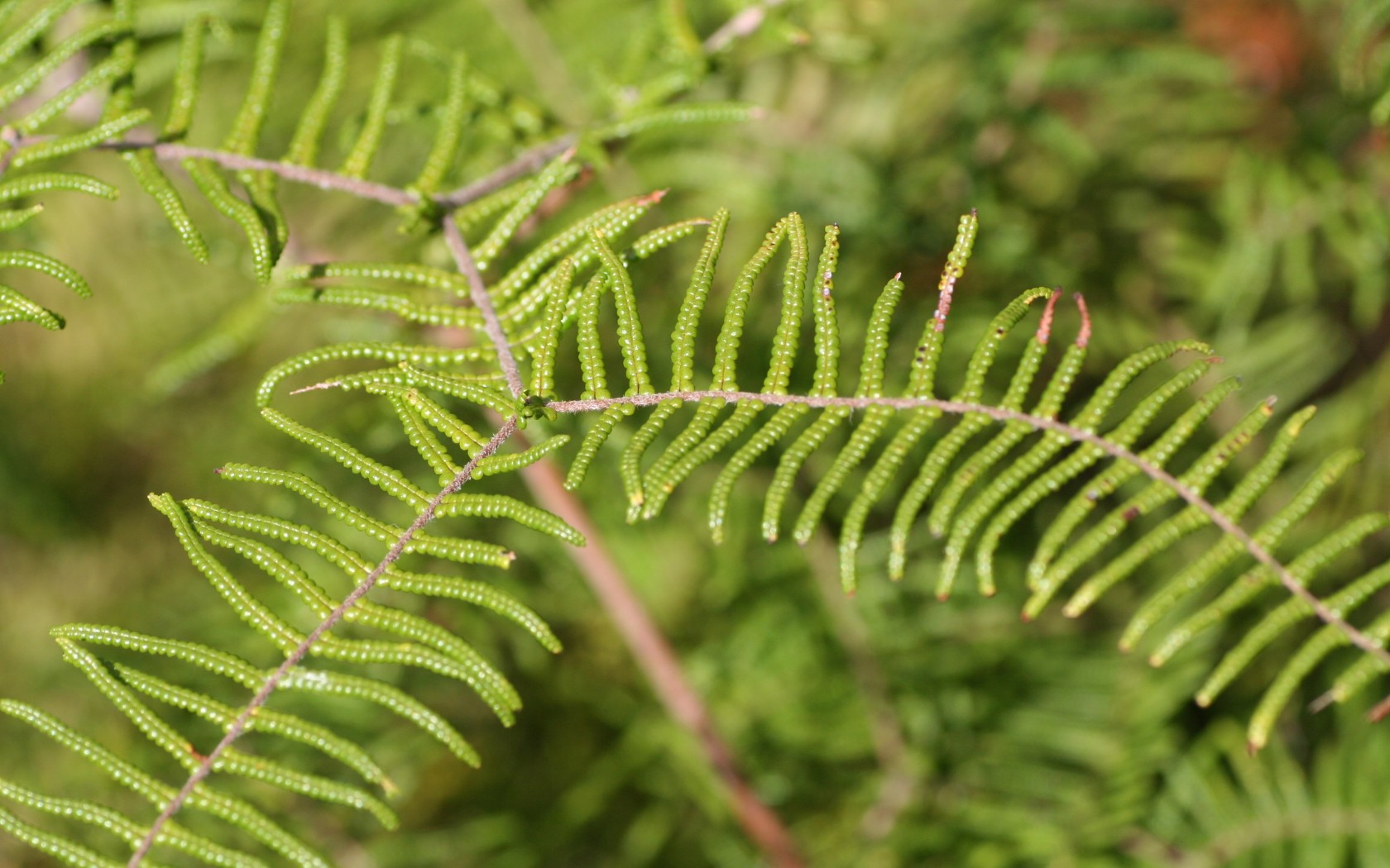 Frond